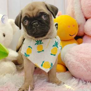 Pug