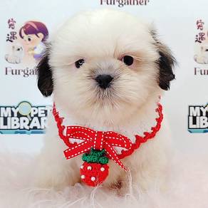 Shih tzu