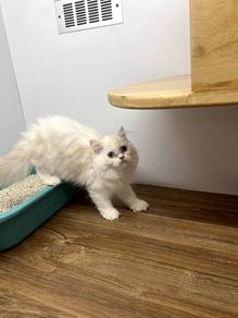 Persian