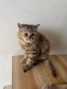 BLH Mix BSH Kitten Available