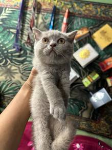 BSH British short hair