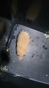 Syrian Hamster Boy long hair age 2 month