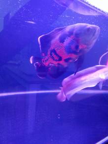 Oscar fish