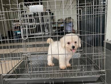 Bichon puppy for rehome