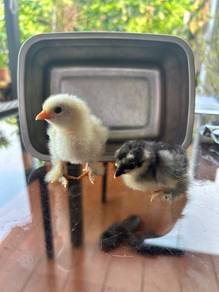 Pekin Chick for Sale