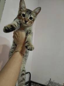 cat for adoption with a fee