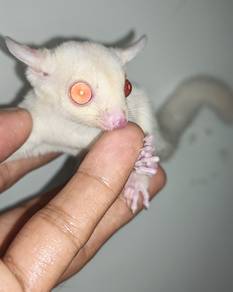 sugar Glider baby