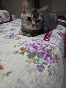 Rehome