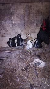 anak ayam serama