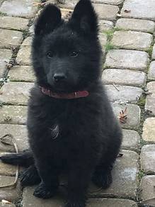 GTTP011 Black Haired German Shepherd #MKA reg