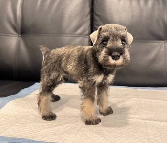SCHNAUZER MINIATURE PUPPIES 6R54 🌻 雪纳瑞 Available