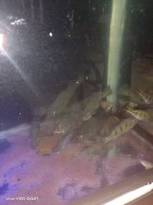 nak clear ikan dalam tank