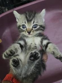 Pure Bengal Marble 