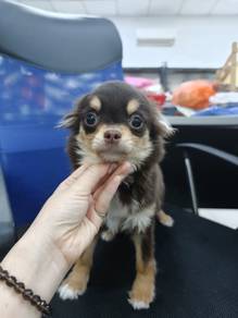 Chihuahua long hair
