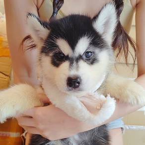 Wooly Husky