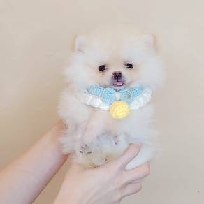 Pomeranian