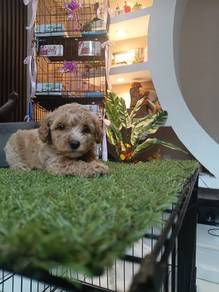 Poodle