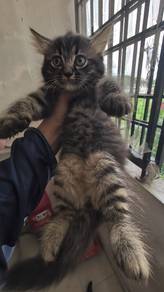 Kitten BLH mix