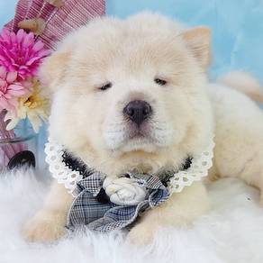 Chow Chow