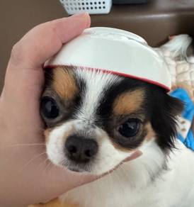 Chihuahua