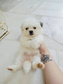 Shih Tzu Female