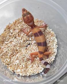 Leopard Gecko Promo