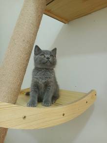 BSH Kitten