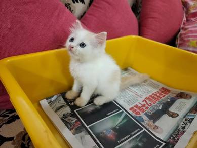 TOPs A-GRADE Song-Jin Orange White Ragdoll cat