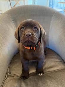 Labrador retriever 