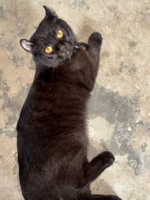 american curl cat