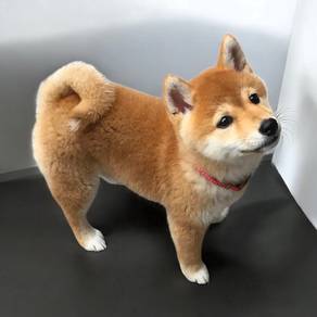 Shiba inu good qualitymka