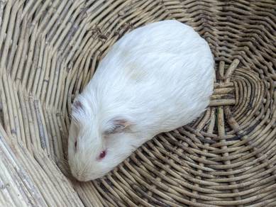 Guinea Pig ( Albino )