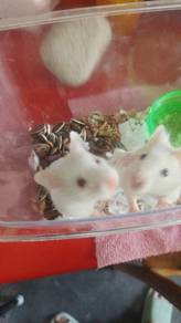 short hair hamster