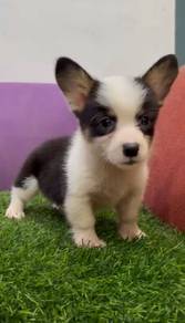 Corgi tri color mka and microchip