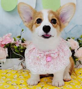 Welsh Corgi