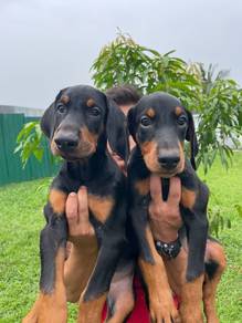doberman