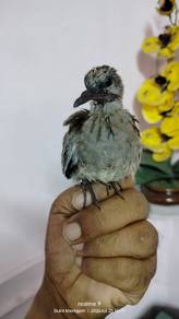 Anak Tekukur