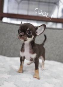 CHIHUAHUA PUPPIES 375 🌷Head Apple Cute Dog