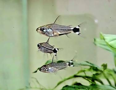 corydoras hastatus 