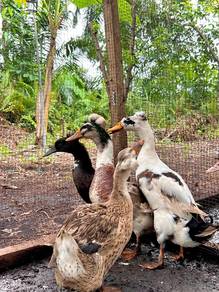 itik jambul crested duck hiasan