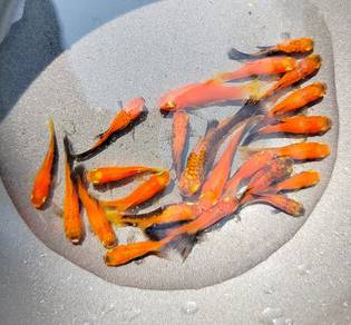 ikan platy oren 