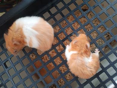 Female Syrian Hamster