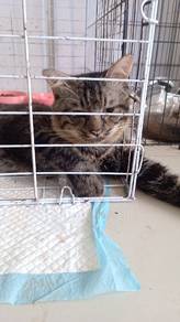 Mainecoon Mix for Adopt