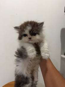 british longhair