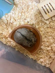 Hamster for sell