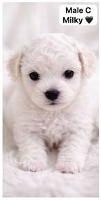 Premium Bichon Frise *MKA* (Milo, M0cca and Milky)