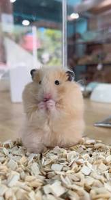 Syrian hamster 