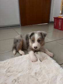 Border Collie