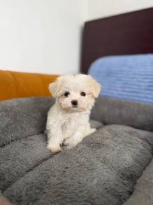 Maltese