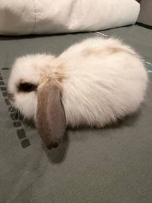 Holland Lop Rabbit